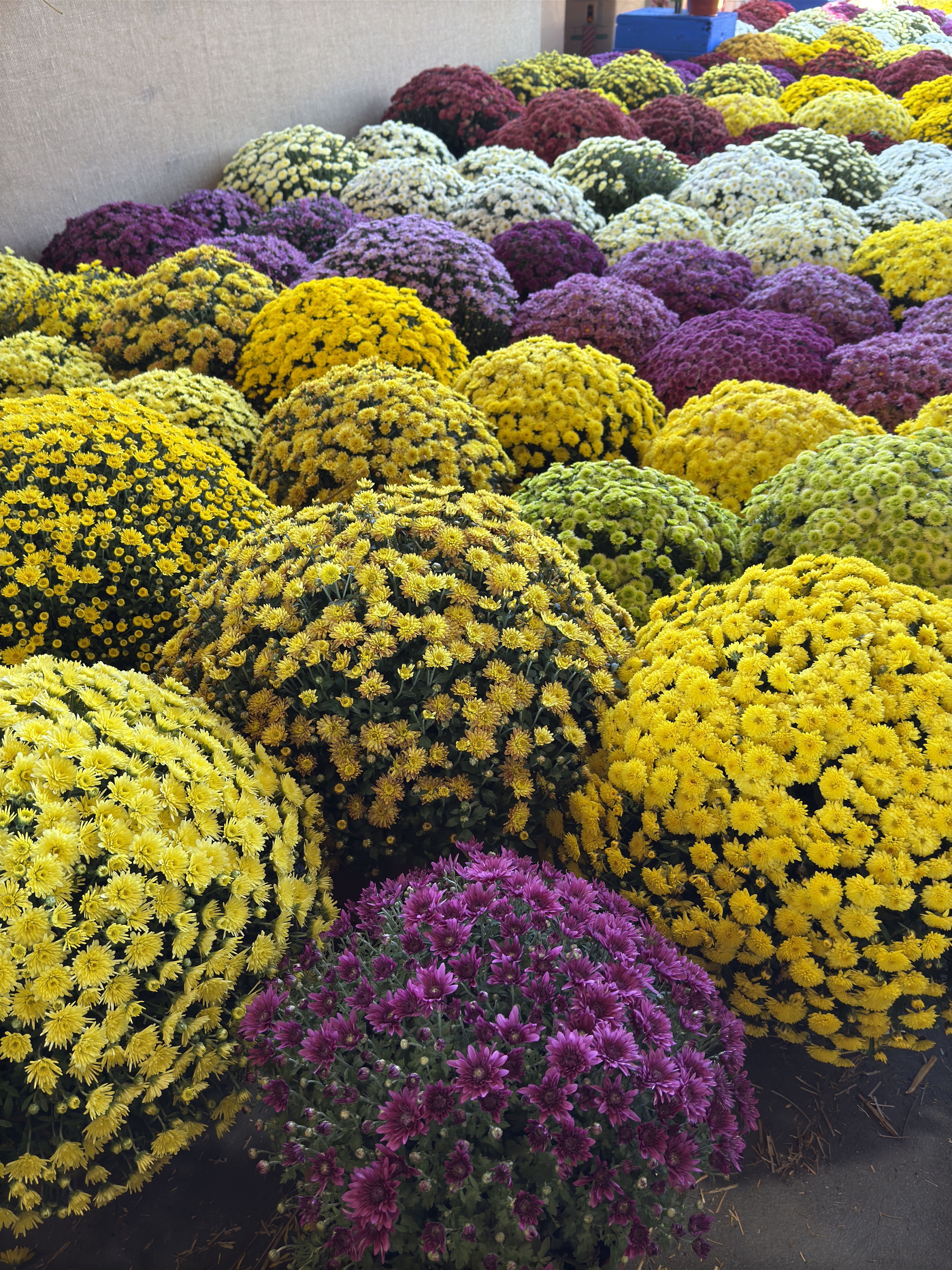 Raleigh Flower Market, North Carolina